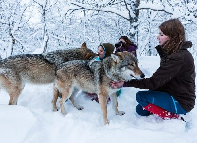 極地公園 野生狼群之旅